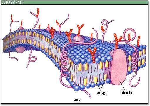 全自动生化分析仪检测人体中的胆固醇—山东国康