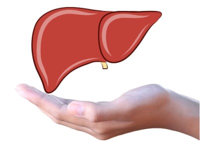 生化仪品牌浅谈怎样保护好我们的肝脏-山东国康