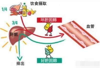 生化分析仪厂家可检测到低密度脂蛋白过高-山东国康