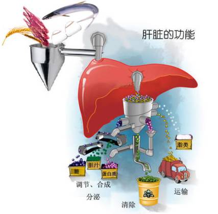 生化分析仪品牌阐述碱性磷酸酶偏高的原因有哪些